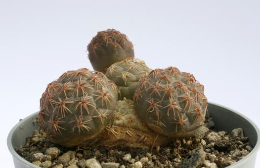 Opuntia bonnieae f. inermis 