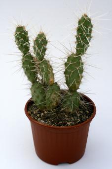 Opuntia corrugata 