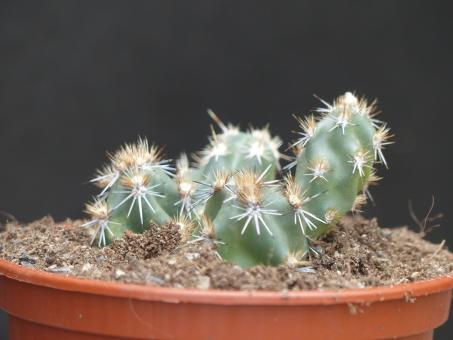 Opuntia planibulbispina 