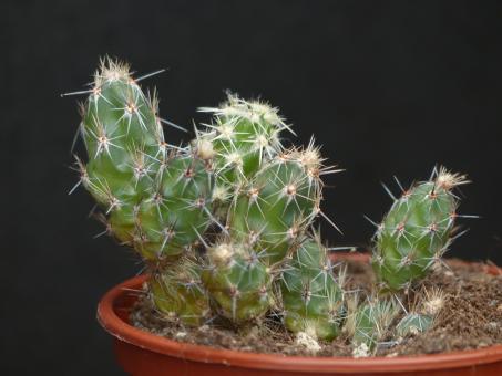 Opuntia bulbispina 