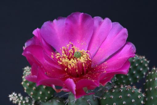 Opuntia fragilis Freiberg *1^ % 