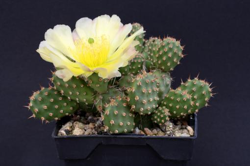 Opuntia fragilis Freising *1^ % 