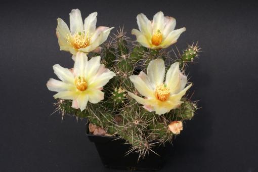 Opuntia fragilis *1 % LZ364 Boulder Mts., UT, USA, 2300m 