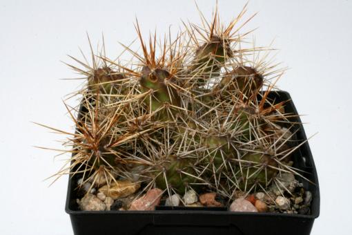Opuntia fragilis *1 % SB229 Gunnison Co., COL, USA 