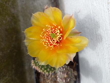 Opuntia fragilis Wizzard *1^ % 