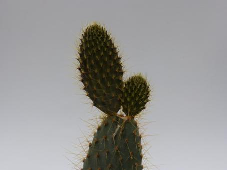 Opuntia galapageia v. myriacantha 