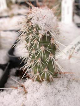 Opuntia hystricina Franz Schenk *1^ 