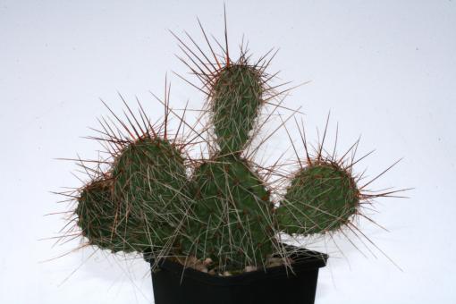 Opuntia hystricina Halblech *1^ 