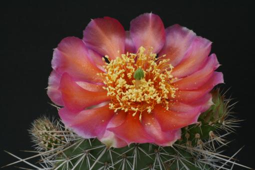 Opuntia hystricina Hannover *1^ 