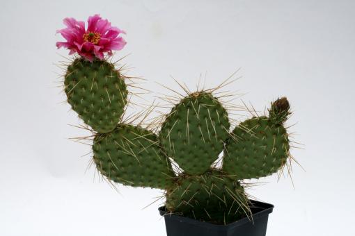 Opuntia hystricina *2^ MUG119 s. Pima, AZ, USA 
