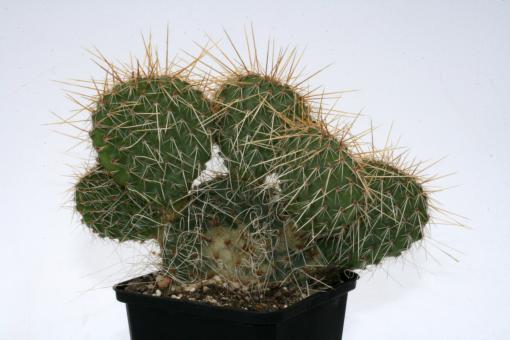 Opuntia hystricina Heidelberg *1^ 