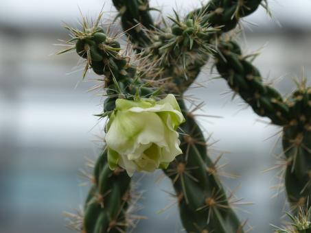 Opuntia imbricata f. albiflora *1^ % Canyon City, Fremont Co., COL, USA 