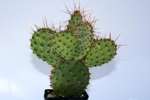 Opuntia macrorhiza Apricot *1^ 