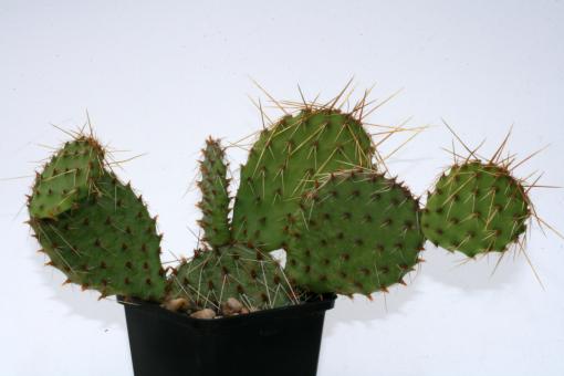 Opuntia macrorhiza Susanne *1^ 