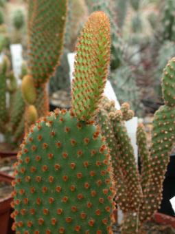 Opuntia microdasys v. rufida 