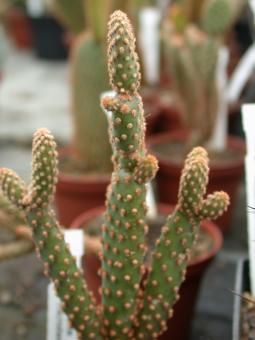 Opuntia microdasys v. rufida f. minima 