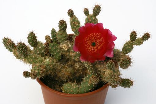 Opuntia microsphaerica 