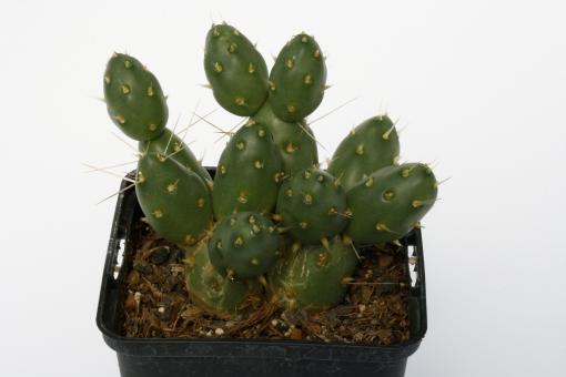 Opuntia ovata *3^ 