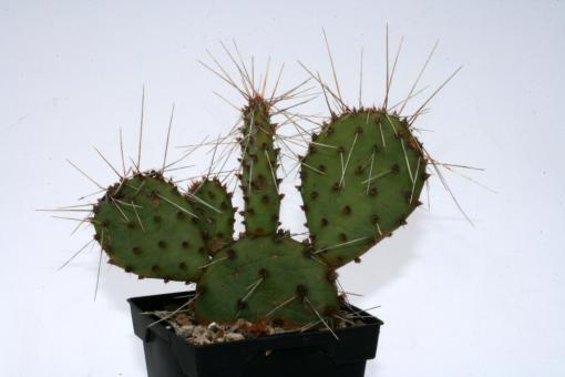 Opuntia phaeacantha v. longispina *1^ 