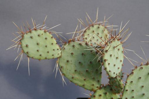 Opuntia phaeacantha v. salmonea *1^ 