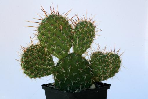 Opuntia polyacantha v. hystricina nichollii *2^ % 