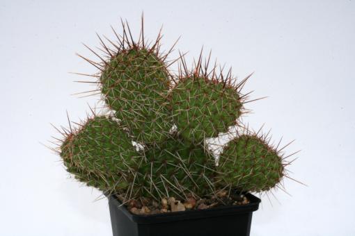 Opuntia polyacantha *1^ % Reedpoint, MO, USA 