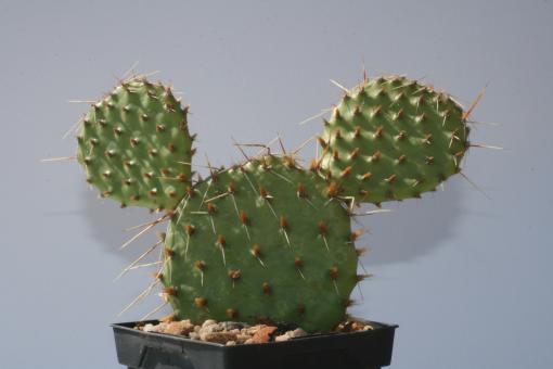 Opuntia polyacantha Wibke *2^ % 