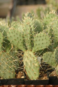 Opuntia pottsii *2^ DJF1447 Albuquerque, NM, USA 