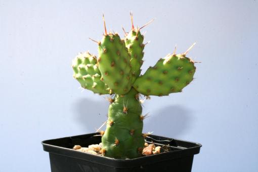 Opuntia rutila Super *1^ 