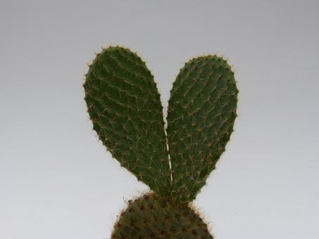 Opuntia scheerii 