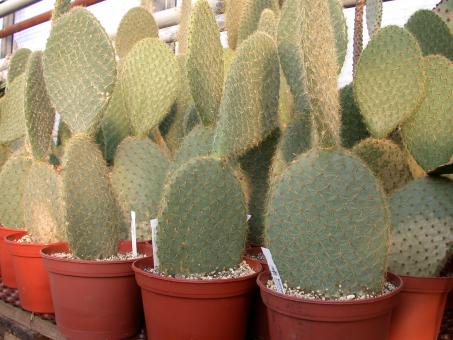 Opuntia scheerii 