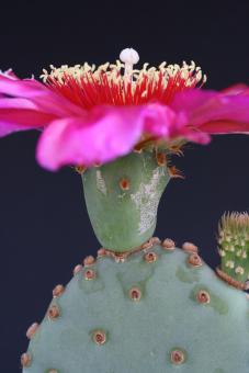 Opuntia spec. 
