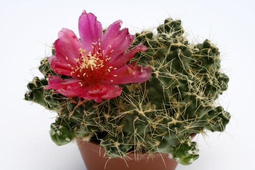 Opuntia subterranea f. incahuasi hort. n. n. 