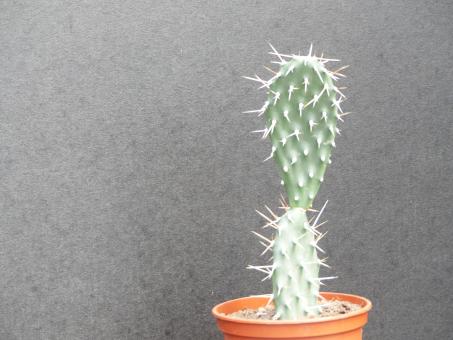 Opuntia sulphurea 