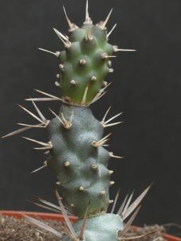 Opuntia aoracanthus v. paediophilus 