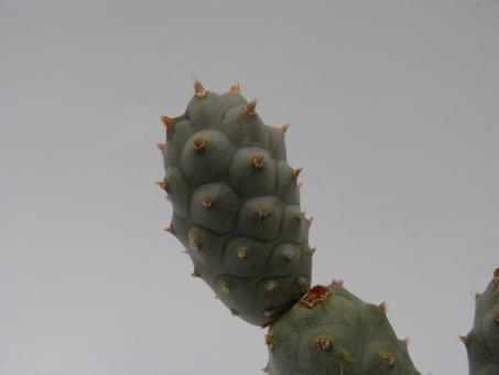 Opuntia articulatus v. inermis 