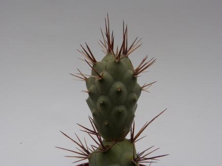 Opuntia articulatus v. ovatus 