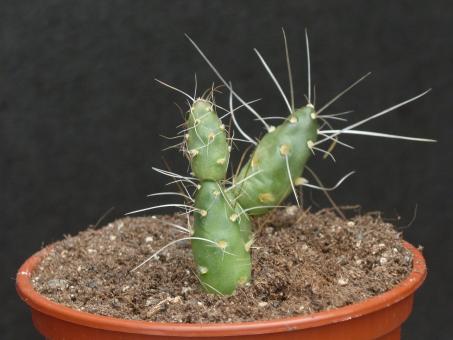 Opuntia glomerata v. andicola 