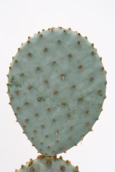 Opuntia violacea *3^ 