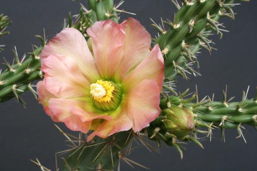 Opuntia viridiflora *1 SB957 Santa Fe, NM, USA 