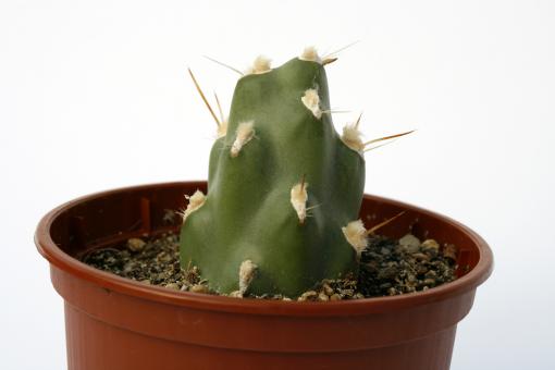 Opuntia zehnderi 