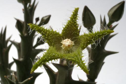 Orbea dummeri 