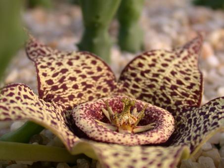 Orbea variegata nobilis 