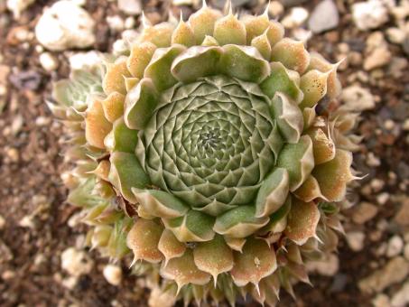 Orostachys spinosus *1 