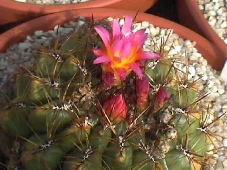 Oroya peruviana *3^ RH4946 