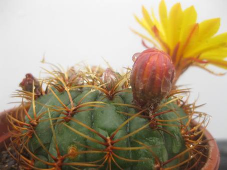Oroya peruviana *3^ 