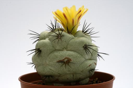 Ortegocactus macdougallii VE - Einzelstück 
