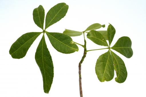 Pachira cubensis Y. Kuba 