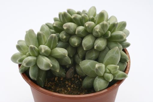 Pachyphytum compactum f. cristatum 