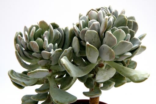 Pachyphytum glutinicaule 